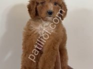 MALTİPOO CİNSİ YAVRULAR