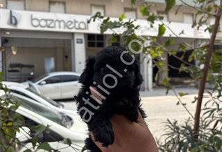 Kalite Maltipo yavrular ırk sağlık garantili