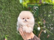 81 ile gönderim yapılır pomeranian Boo yavrularım