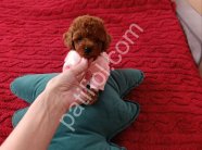 Tuvalet Eğitimli Toy Poodle Bebekler