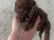 Toy Poodle Yavrularım