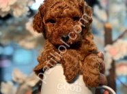 KIPKIRMIZI RED TOY POODLE YAVRUMUZ
