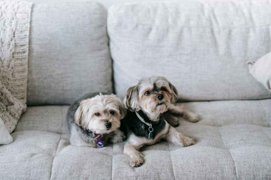 Morkie Hakkında Herşey