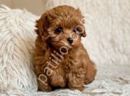 TOY POODLE SEVİMLİ YAVRULAR