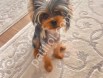 0 numara yorkie terrier yavrular