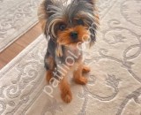 0 numara yorkie terrier yavrular
