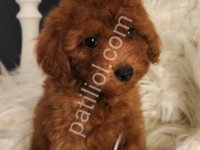 Veteriner Teknikerinden Irk Ve Sağlık Garantili Toy Poodle