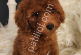 Veteriner teknikerinden ırk ve sağlık garantili Toy Poodle
