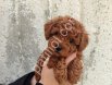 Petibör tadında toy poodle bebeklerim