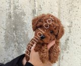 Petibör tadında toy poodle bebeklerim