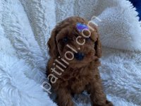 Toy Poodle Sevimli Yavrular