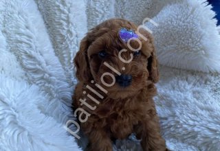 TOY POODLE SEVİMLİ YAVRULAR