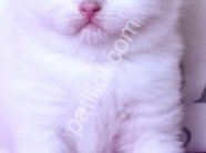 Safkan Beyaz British Shorthair Yavru Kedi Yeni Yuvasını Arıyor