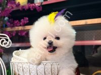 Pomerrian Boo Yavrular