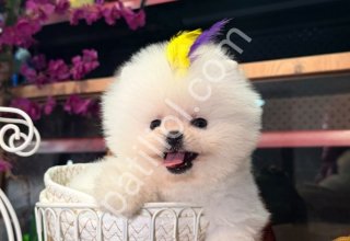 Pomerrian boo yavrular