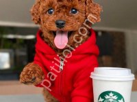 Toy Poodle Sevimli Yavrular