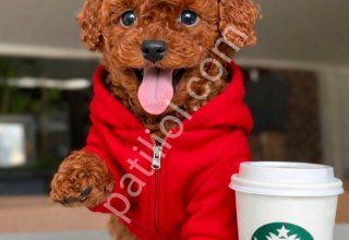 TOY POODLE SEVİMLİ YAVRULAR
