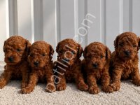 Ruhsatlı Poodle Evinden Oyuncak Boy Poodle Bebeklerim