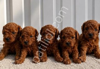 RUHSATLI POODLE EVİNDEN OYUNCAK BOY POODLE BEBEKLERİM
