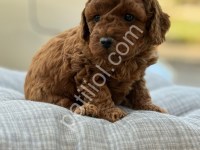Çikolatalı Süt Tadında Poodle Yavrularımız