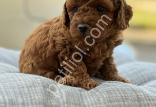 Çikolatalı süt tadında poodle yavrularımız