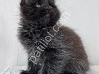 Dev Kedi Maine Coon