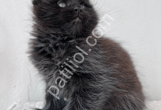 dev kedi maine coon