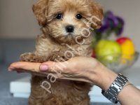 Toy Poodle Sevimli Yavrular