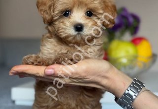 TOY POODLE SEVİMLİ YAVRULAR