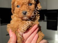Fenomen Mini Toy Poodle Yavrularım