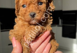 Fenomen Mini Toy Poodle Yavrularım