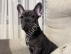 Özel Renk French Bulldog Yavrusu
