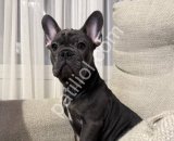 Özel Renk French Bulldog Yavrusu