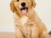 Show Kalite Golden Retriever