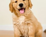 Show Kalite Golden Retriever
