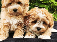 POODLE TADINDA MALTİPO YAVRULAR
