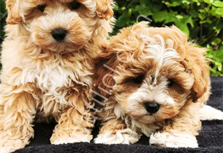 POODLE TADINDA MALTİPO YAVRULAR
