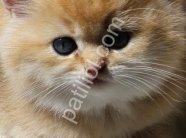 top kafa golden british shorthair yavrularım