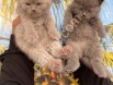 RESMİ İŞLETMEDEN BRİTSH YAVRULARI