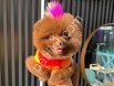 Çikolata Pomeranian Boo