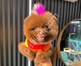 Çikolata Pomeranian Boo
