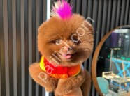 Çikolata Pomeranian Boo