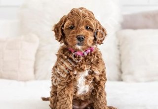 Kahve tonlu MALTİPOO CİNSİ YAVRULAR