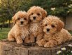 A KALİTE MÜTHİŞ GÜZELLİKTE MALTİPOO YAVRULAR
