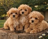 A KALİTE MÜTHİŞ GÜZELLİKTE MALTİPOO YAVRULAR