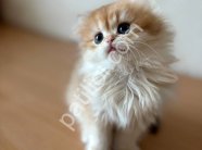 Safkan Golden British Longhair Yavru Kedi