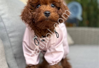 Red Brown toy poodle yavrular