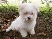 MALTESE TERRİER CİNSİ