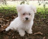 MALTESE TERRİER CİNSİ