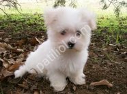 MALTESE TERRİER CİNSİ